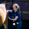 Horse massage at 2017 conference<br/><a href="gallery/30-years-of-mti/41/add/#comments">Add comment</a>